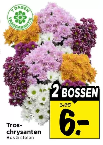 Tros-chrysanten