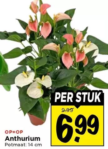 Anthurium