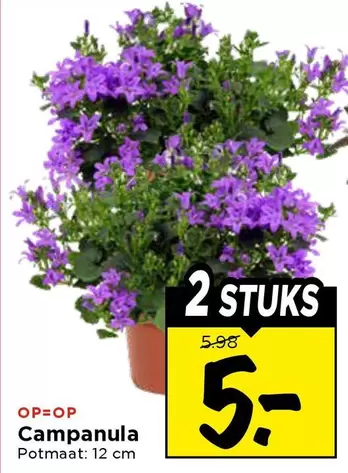 Campanula