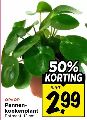 Pannenkoekenplant