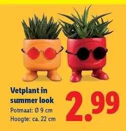Summer - Vetplant in summer look