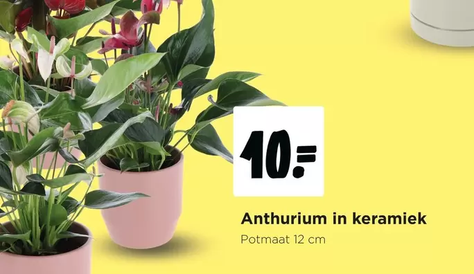 Anthurium in keramik