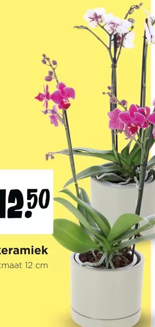 Orchids