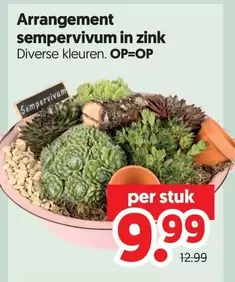 Arrangement semprevivum