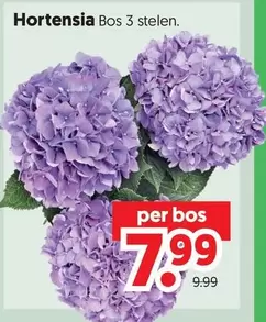 Hortensia Bos 3 stelen