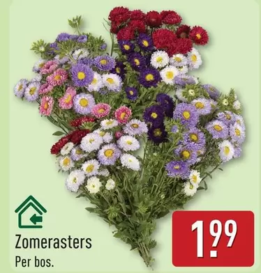Zomerasters