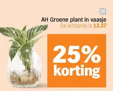 Ah - Groene plant in vaasje