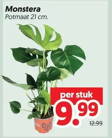 Monstera