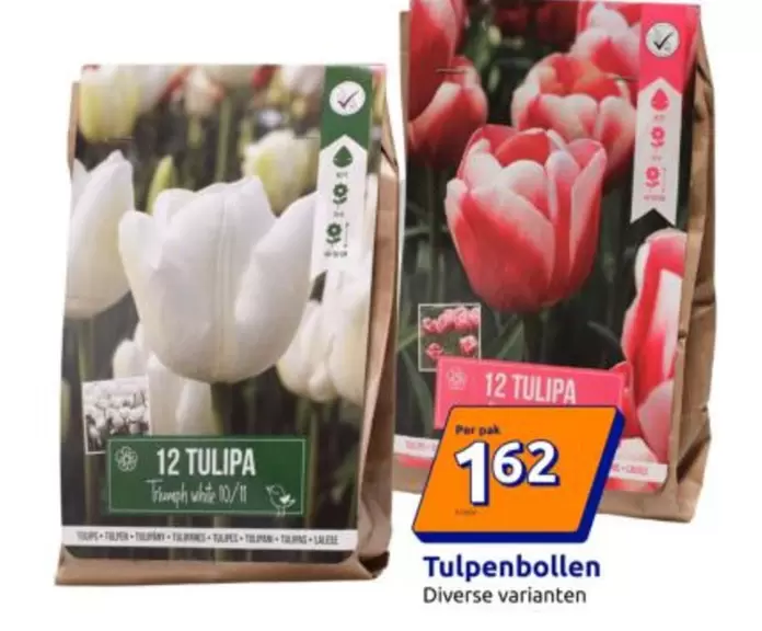 White - Tulpenbollen