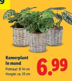 Kamerplant