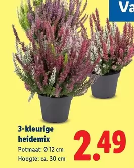 3-kleurige heidemix