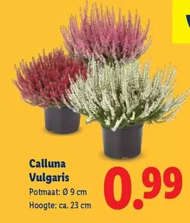 Calluna Vulgaris