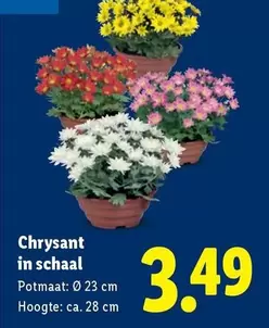 Chrysant in schaal