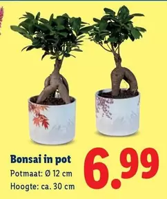 Bonsai in pot