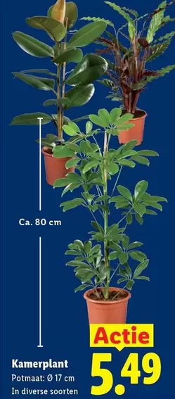 Kamerplant