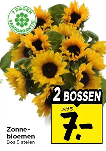 Zonnebloemen