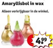 De - Amaryllisbol in wax