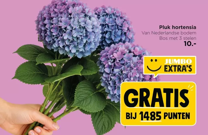 Jumbo - Pluk hortensia