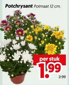 Potchrysant