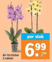 Ah - Orchidee 2-takker