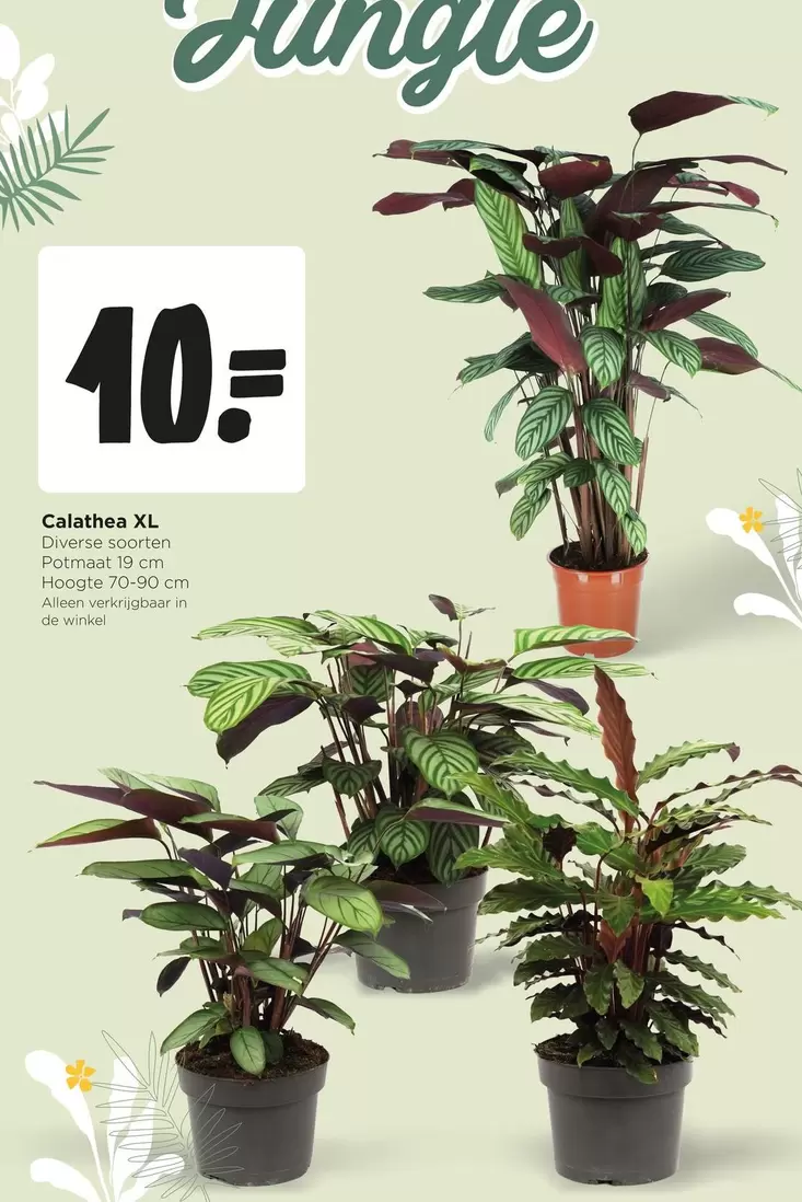 Jungle - Calathea XL