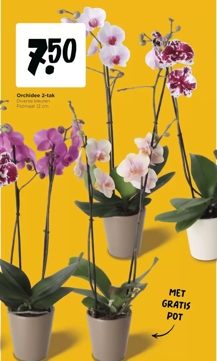 Orchidee