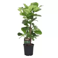Vioolbladplant