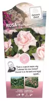 Rosa 'New Dawn'