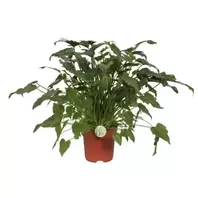 Philodendron Xanadu