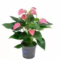 Anthurium Joli Pink