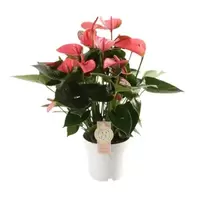 Anthurium Pink Champion