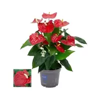 Anthurium Karma Red