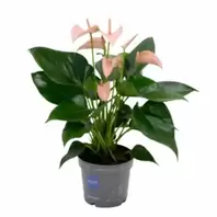 Anthurium Joli Peach