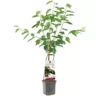 Kersenboom 'Lapins'