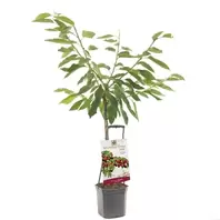 Kersenboom 'Regina'