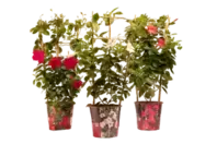 Sundaville/Dipladenia Rek/Boog Div P19