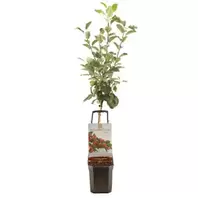 Appelboom 'Santana'
