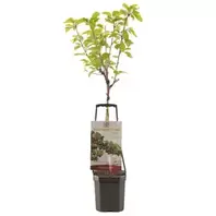 Kersenboom 'Sunburst'