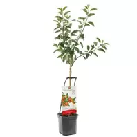 Appelboom 'Ecolette'