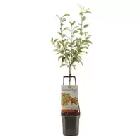Appelboom 'Delcorf'