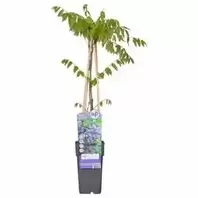 Wisteria Floribunda Black Dragon P15