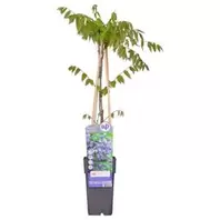 Wisteria Floribunda Black Dragon P15