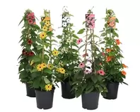 Suzanne Met De Mooie Ogen - Thunbergia Alata - Potmaat 19 Cm