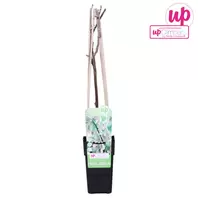 Wisteria Floribunda Alba P15