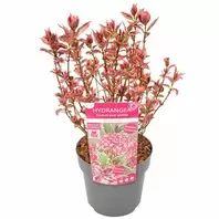 Hydrangea Serr. Euphoria 'Pink' P15