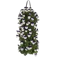 Violen In Wandhanger