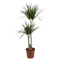Dracaeana Marginata