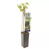 Vitis Vinifera Regent