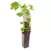 Vitis Vinifera Boskoop Glorie