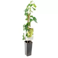 Vitis Vinifera Fanny